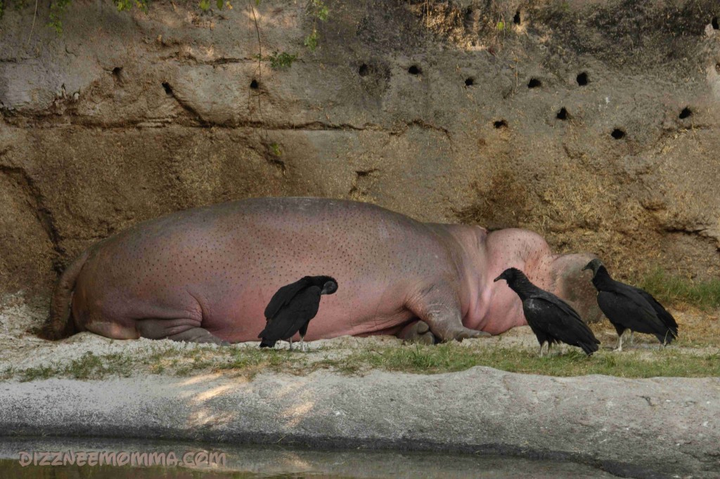 Heap o' Hippo